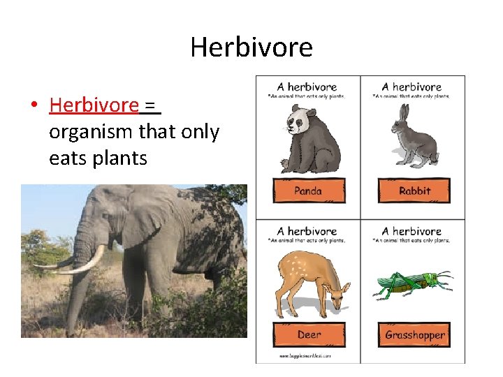 Herbivore • Herbivore = organism that only eats plants 