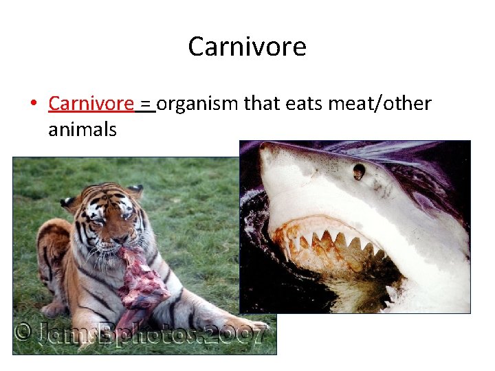 Carnivore • Carnivore = organism that eats meat/other animals 