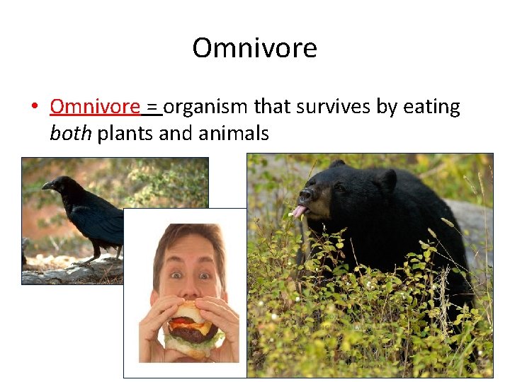 Omnivore • Omnivore = organism that survives by eating both plants and animals 