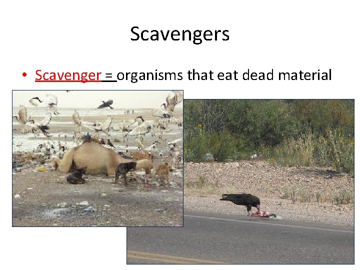 Scavengers • Scavenger = organisms that eat dead material 