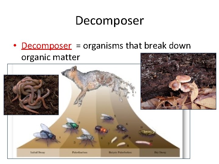 Decomposer • Decomposer = organisms that break down organic matter 