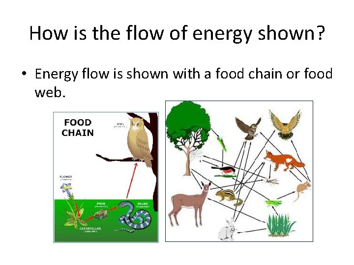 How is the flow of energy shown? • Energy flow is shown with a