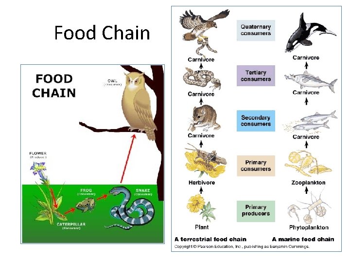 Food Chain 