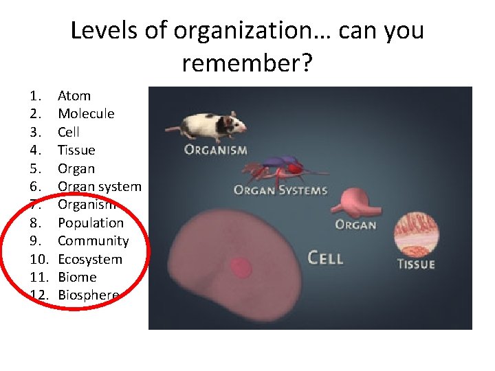 Levels of organization… can you remember? 1. 2. 3. 4. 5. 6. 7. 8.