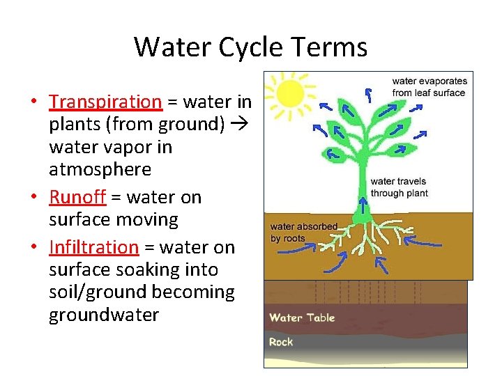 Water Cycle Terms • Transpiration = water in plants (from ground) water vapor in