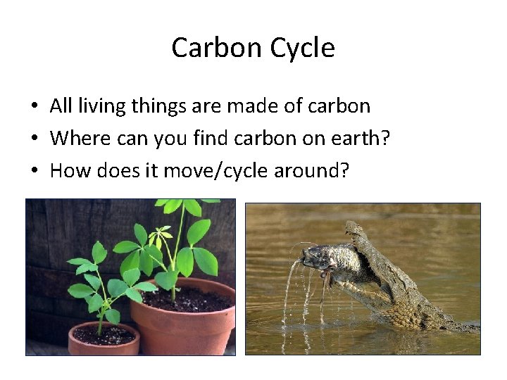 Carbon Cycle • All living things are made of carbon • Where can you
