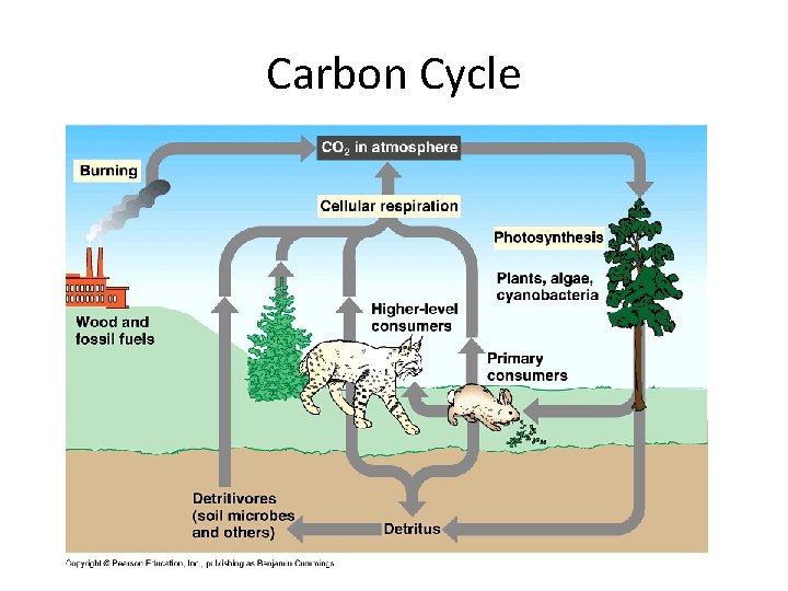 Carbon Cycle 