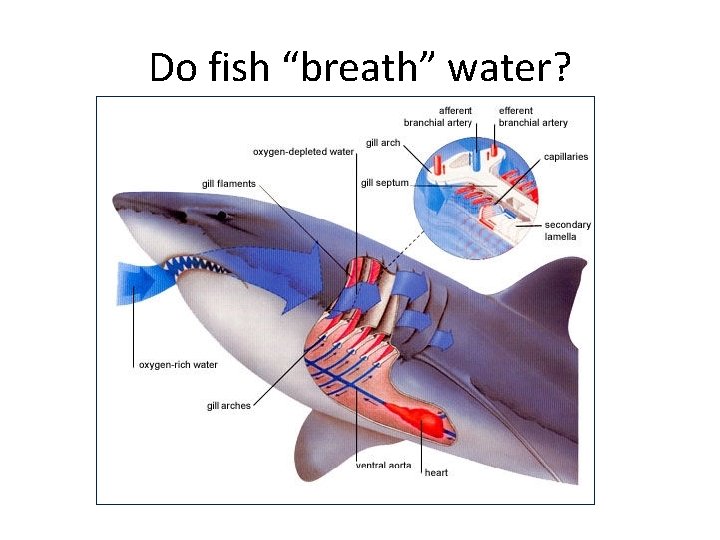 Do fish “breath” water? 