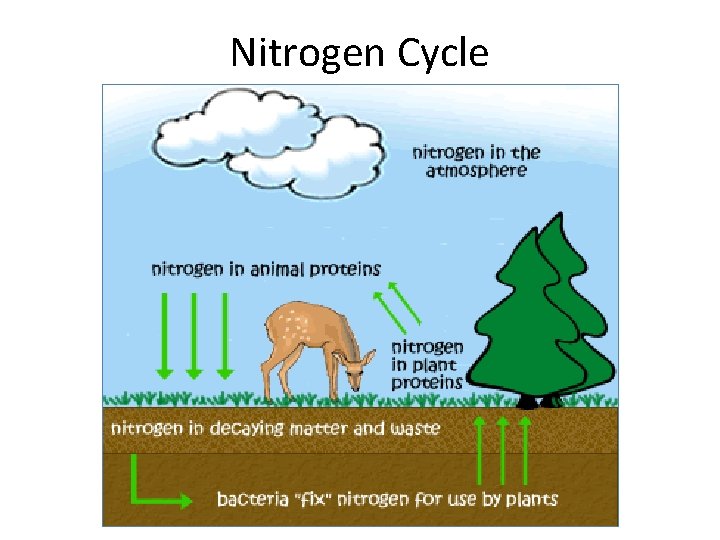 Nitrogen Cycle 