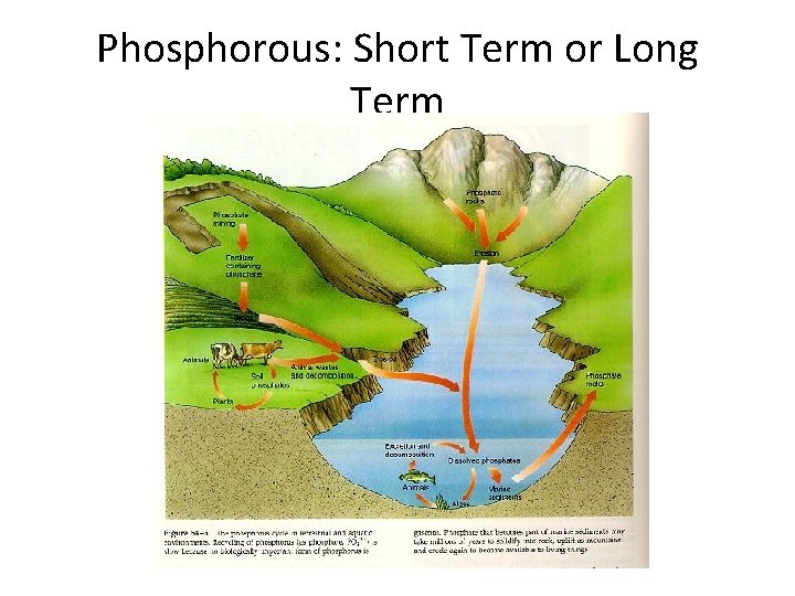 Phosphorous: Short Term or Long Term 
