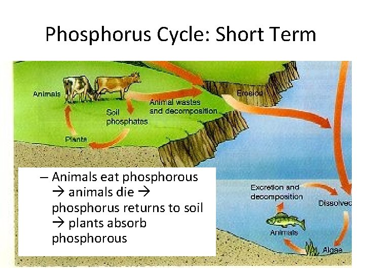 Phosphorus Cycle: Short Term – Animals eat phosphorous animals die phosphorus returns to soil