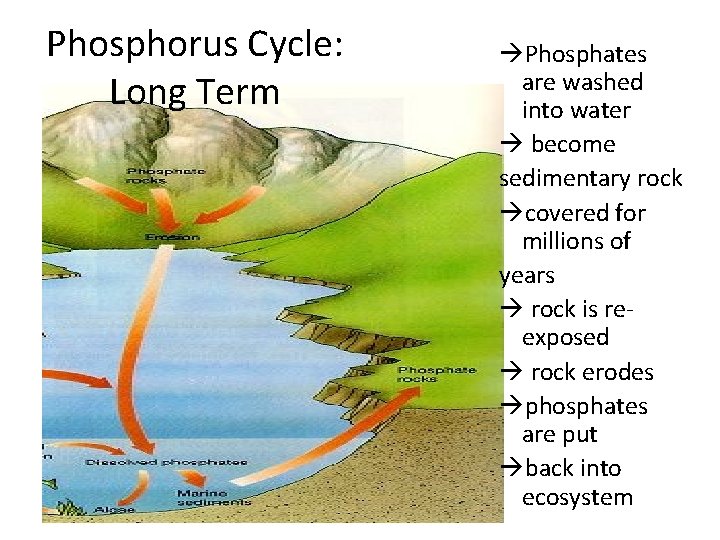 Phosphorus Cycle: Long Term Phosphates are washed into water become sedimentary rock covered for