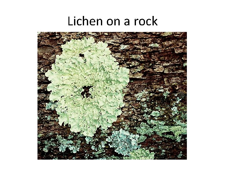 Lichen on a rock 