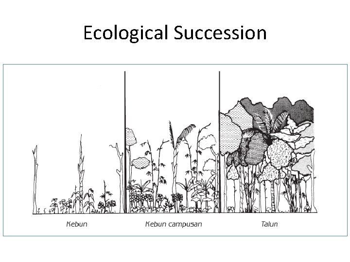 Ecological Succession 