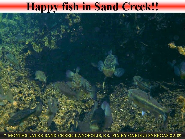 Happy fish in Sand Creek!! 7 MONTHS LATER-SAND CREEK-KANOPOLIS, KS. PIX BY GAROLD SNEEGAS