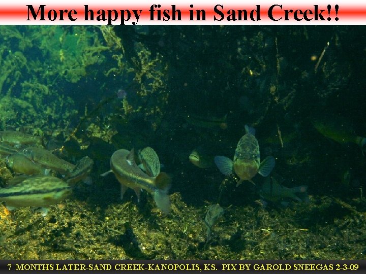 More happy fish in Sand Creek!! 7 MONTHS LATER-SAND CREEK-KANOPOLIS, KS. PIX BY GAROLD