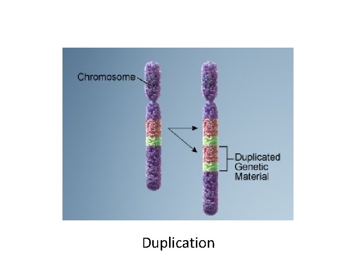 Duplication 