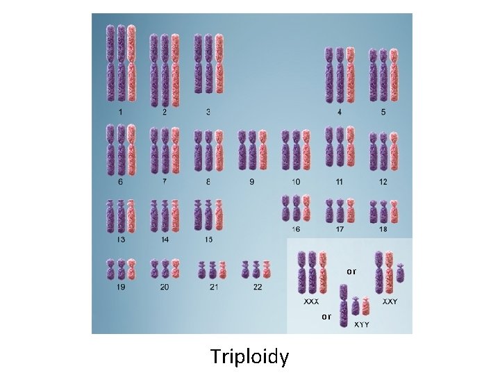 or or Triploidy 