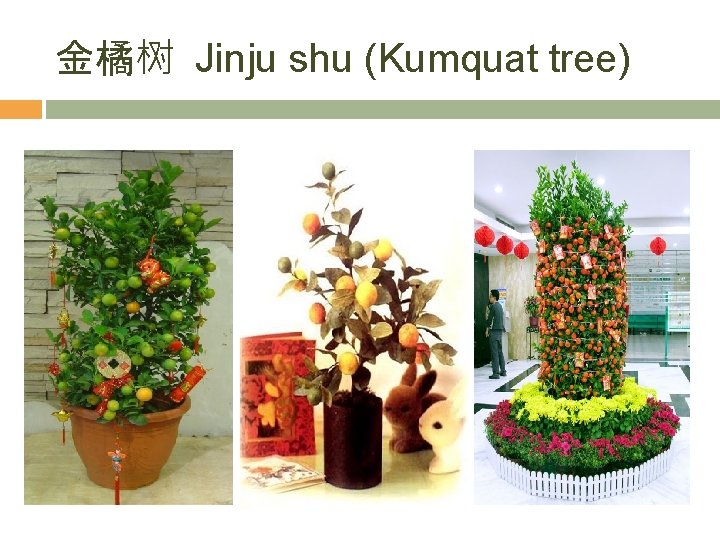 金橘树 Jinju shu (Kumquat tree) 