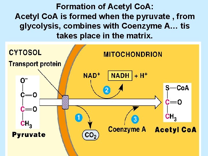 Formation of Acetyl Co. A: Acetyl Co. A is formed when the pyruvate ,