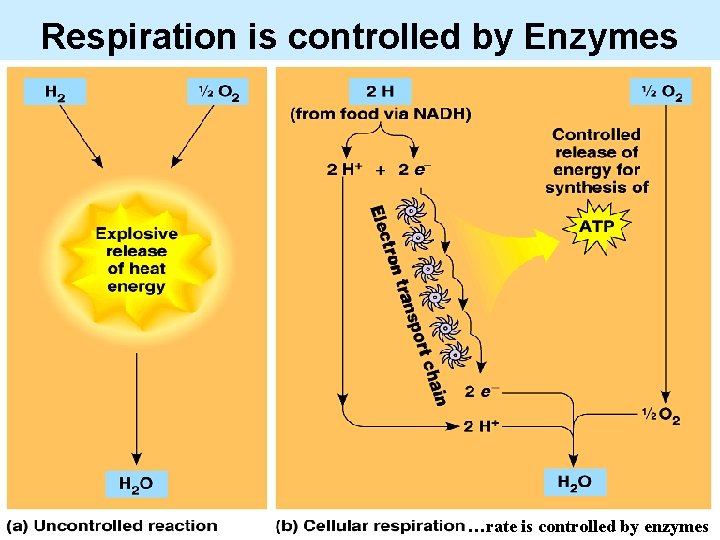 Respiration is controlled by Enzymes …rate is controlled by enzymes 