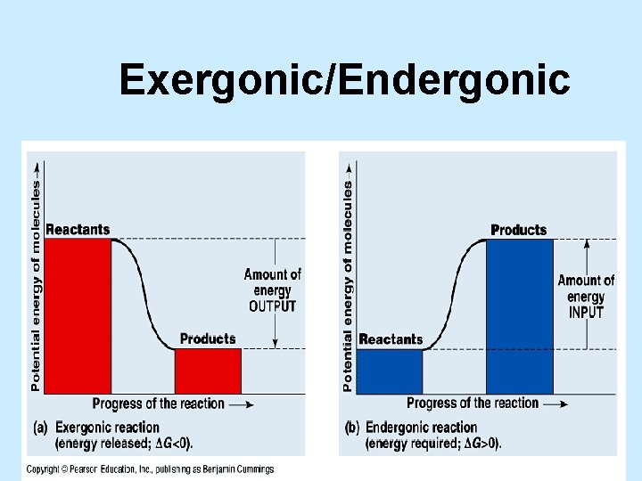 Exergonic/Endergonic 