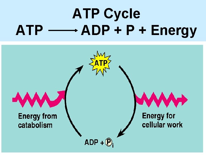 ATP Cycle ADP + Energy 