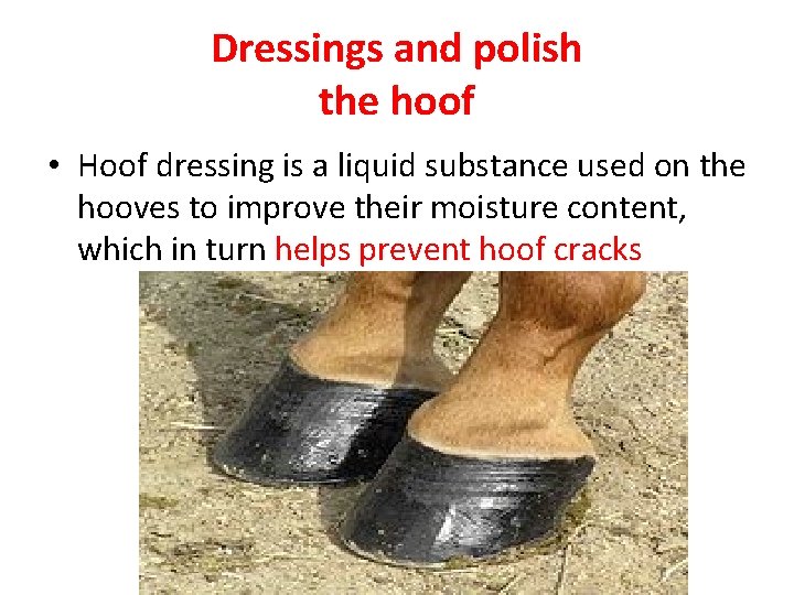 Dressings and polish the hoof • Hoof dressing is a liquid substance used on