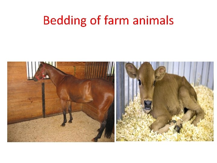 Bedding of farm animals 