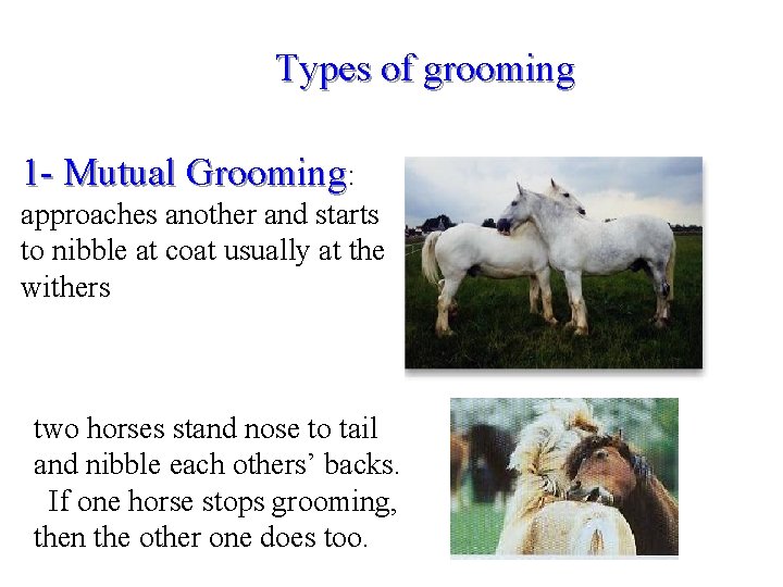 Types of grooming 1 - Mutual Grooming: approaches another and starts to nibble at