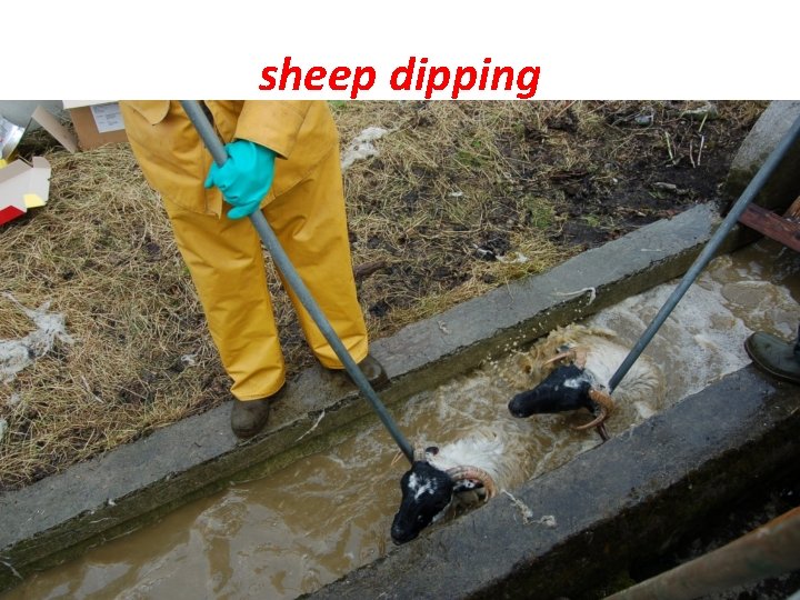 sheep dipping 