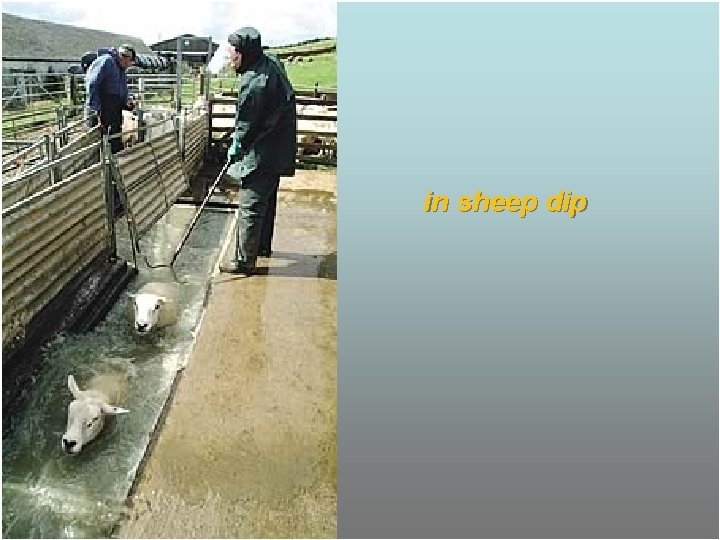 in sheep dip 