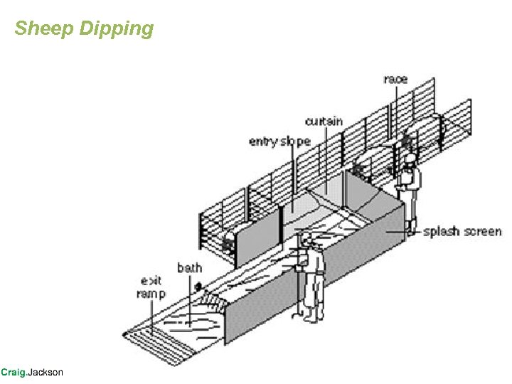 Sheep Dipping 