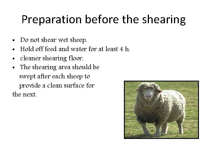 Preparation before the shearing Do not shear wet sheep. Hold off feed and water