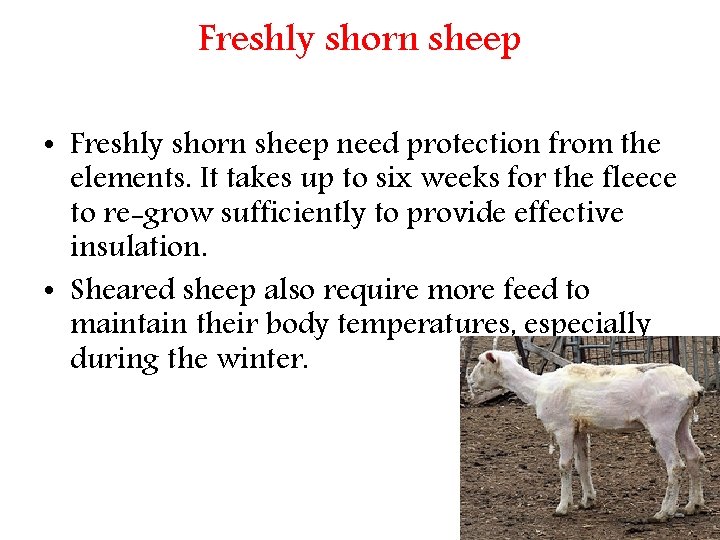 Freshly shorn sheep • Freshly shorn sheep need protection from the elements. It takes