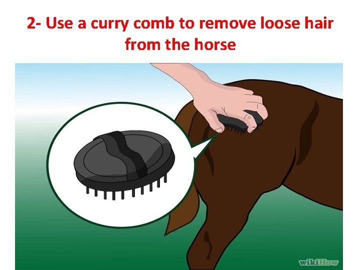 2 - Use a curry comb to remove loose hair from the horse 