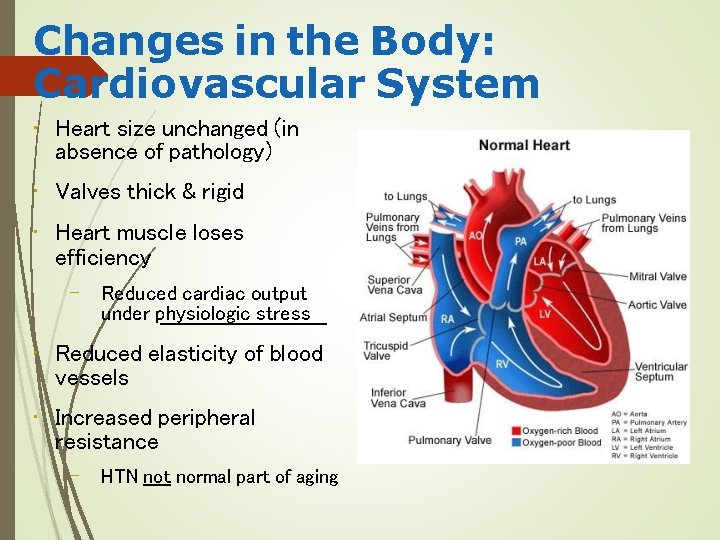 Changes in the Body: Cardiovascular System • Heart size unchanged (in absence of pathology)