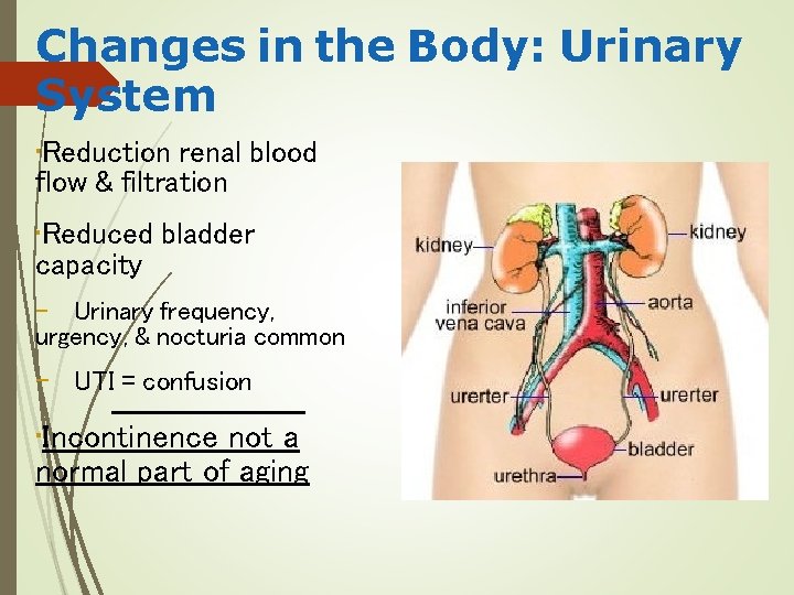 Changes in the Body: Urinary System • Reduction renal blood flow & filtration •