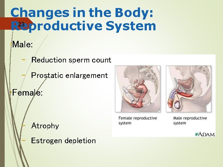 Changes in the Body: 23 Reproductive System • Male: – Reduction sperm count –