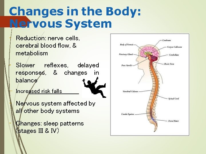 Changes in the Body: Nervous System • Reduction: nerve cells, cerebral blood flow, &