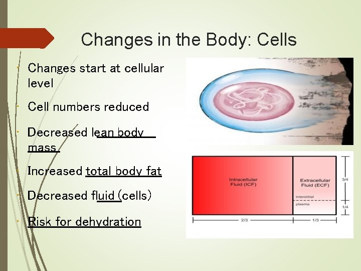 Changes in the Body: Cells • Changes start at cellular level • Cell numbers