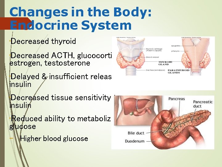 Changes in the Body: Endocrine System • Decreased thyroid • Decreased ACTH, glucocorticoids, estrogen,