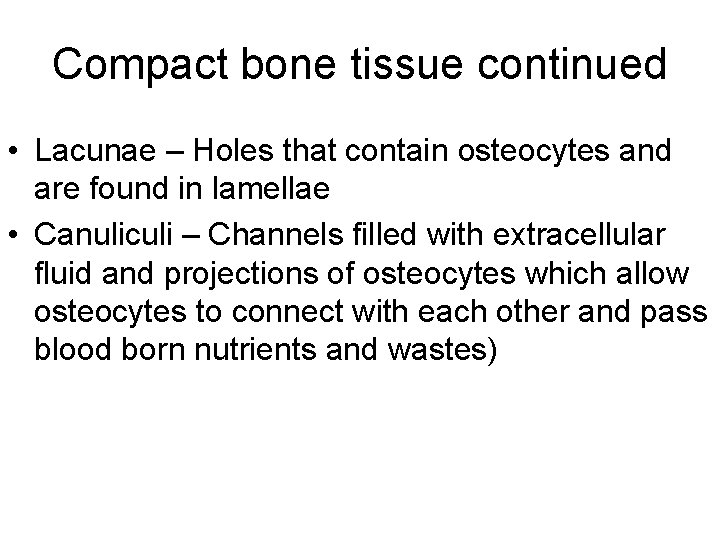 Compact bone tissue continued • Lacunae – Holes that contain osteocytes and are found