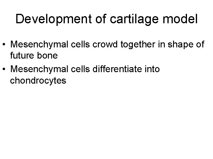 Development of cartilage model • Mesenchymal cells crowd together in shape of future bone
