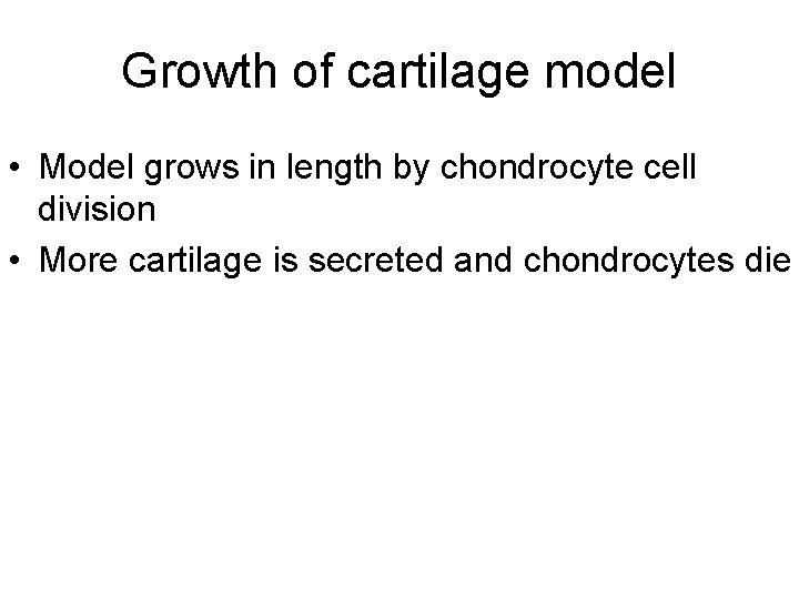 Growth of cartilage model • Model grows in length by chondrocyte cell division •