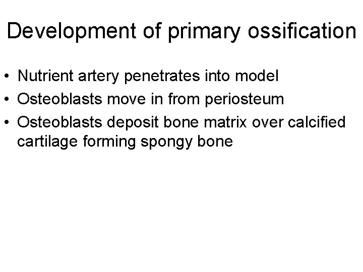 Development of primary ossification • Nutrient artery penetrates into model • Osteoblasts move in