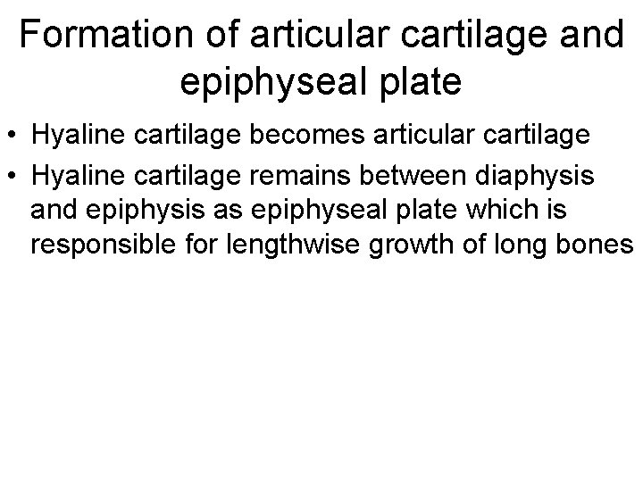 Formation of articular cartilage and epiphyseal plate • Hyaline cartilage becomes articular cartilage •