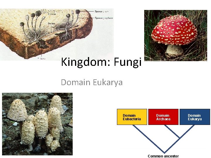 Kingdom: Fungi Domain Eukarya Domain Eubacteria Domain Archaea 2007 -2008 Common ancestor Domain Eukarya
