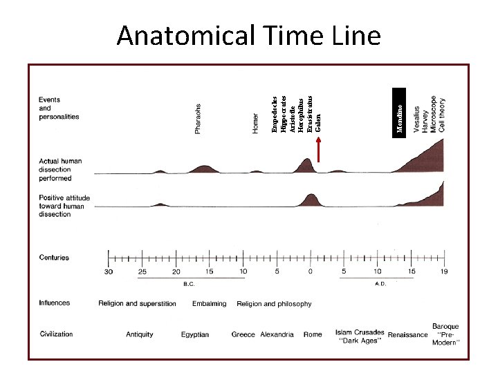 Mondino Empedocles Hippocrates Aristotle Herophilus Erasistratus Galen Imhotep Anatomical Time Line 