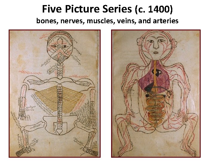 Five Picture Series (c. 1400) bones, nerves, muscles, veins, and arteries 